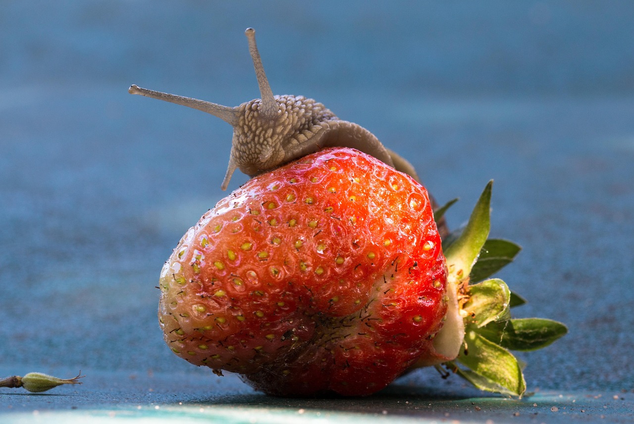entdecken sie die philosophie von slow food: genuss und nachhaltigkeit durch bewusstes essen und lokale zutaten.