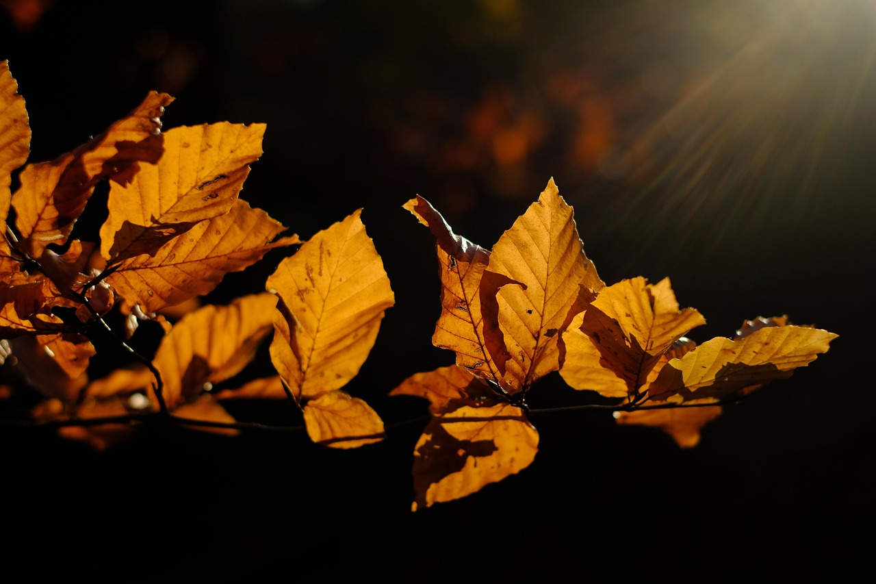 erleben sie die faszinierenden herbstfarben – eine bunte palette aus leuchtendem rot, orange und gelb, die die natur in eine malerische landschaft verwandeln.