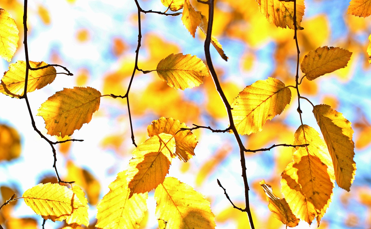 entdecken sie die leuchtenden herbstfarben und genießen sie die warme atmosphäre der saison mit goldenen, roten und orangen blättern.