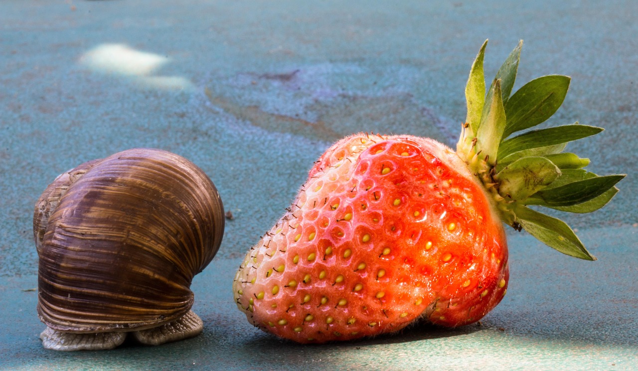 entdecken sie slow food: genuss, nachhaltigkeit und lokale lebensmittelkultur für bewusste esser.