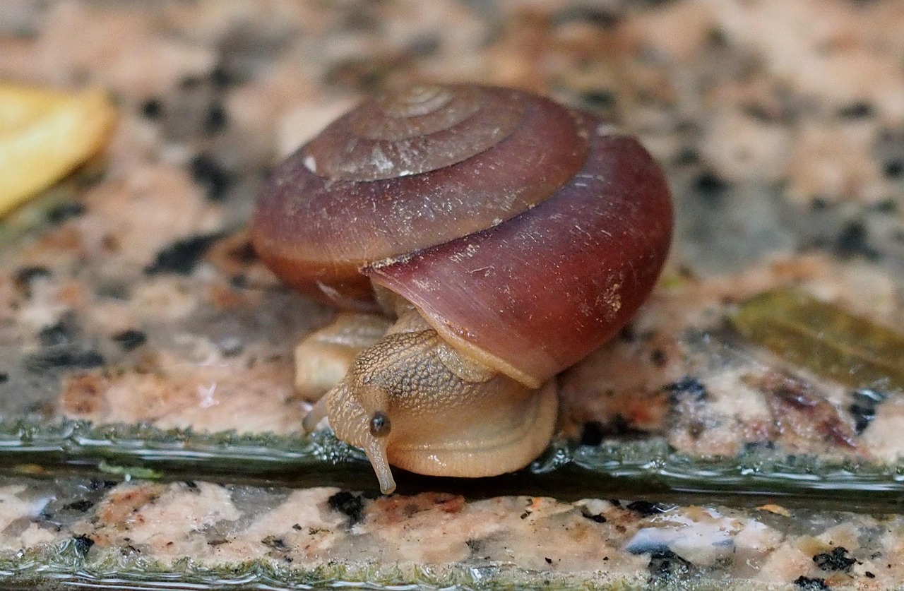 entdecken sie die welt des slow food: genussvolle, nachhaltige und bewusst zubereitete mahlzeiten im einklang mit natur und tradition.