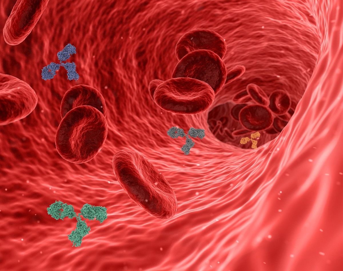 Wie stärkt das Immunsystem unsere Gesundheit im Jahr 2025?