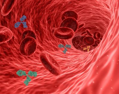 Wie stärkt das Immunsystem unsere Gesundheit im Jahr 2025?