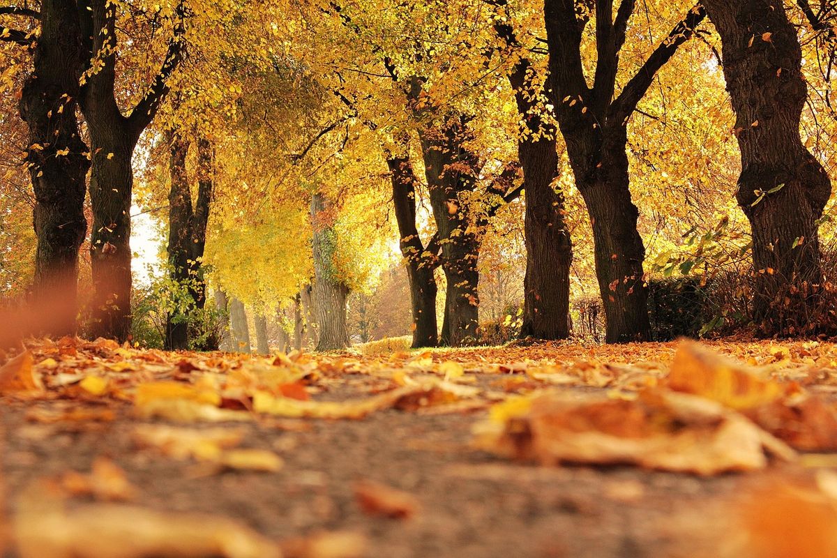 Herbsttyp: Welche Farben schmeicheln