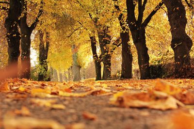 Herbsttyp: Welche Farben schmeicheln