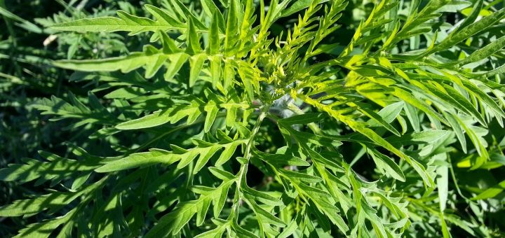 entdecken sie effektive strategien zur allergieprävention. erfahren sie, wie sie allergene vermeiden und ihre lebensqualität verbessern können. informieren sie sich über tipps und maßnahmen, um allergischen reaktionen vorzubeugen und ein gesundes leben zu führen.