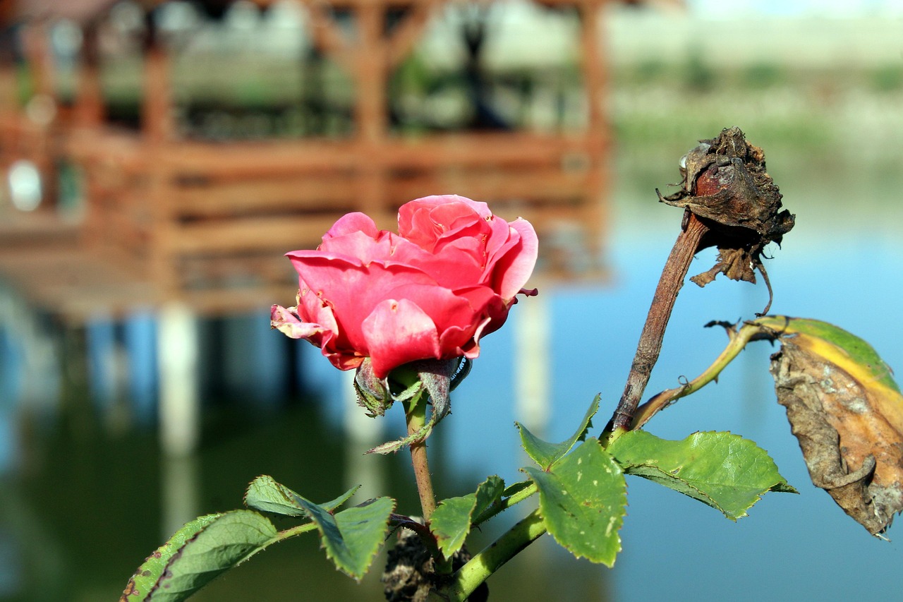 erfahren sie alles wichtige über die menopause: symptome, behandlungsmöglichkeiten und tipps für ein gesundes leben während dieser lebensphase.