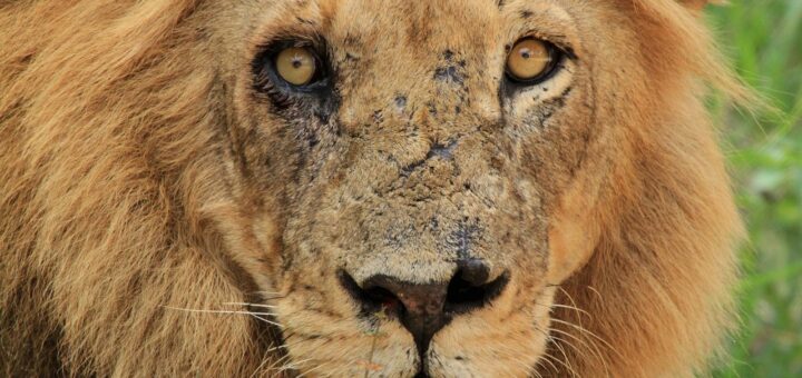 effektive narbenbehandlung zur verbesserung des hautbildes und reduzierung von narben sichtbar. erfahren sie mehr über bewährte methoden und produkte für eine glattere haut.