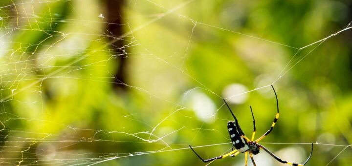 entdecken sie silk care &ndash; hochwertige seidenpflege f&uuml;r geschmeidiges, gl&auml;nzendes und gesundes haar. sanfte produkte f&uuml;r optimale haarverw&ouml;hnung.